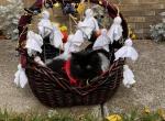 Solid black Persian - Persian Kitten For Sale - Plymouth&comma; MN&comma; US