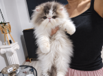 Blue Royal Bonita - Persian Kitten For Sale - Firestone Park&comma; CA&comma; US
