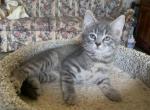 Lynx striped Mixed Breed kittens - Ragdoll Kitten For Sale - 