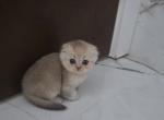 Max - Scottish Fold Kitten For Sale - Tacoma&comma; WA&comma; US