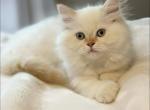 Cannoli Litter F - Himalayan Kitten For Sale - Tampa&comma; FL&comma; US