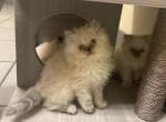 Blue Point Himalayan Kittens - Himalayan Kitten For Sale - Tallahassee&comma; FL&comma; US