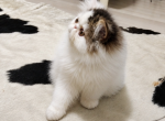 Blue Royal Baron - Persian Kitten For Sale - Firestone Park&comma; CA&comma; US
