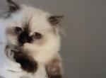 Muffins - Himalayan Kitten For Sale - Romeoville&comma; IL&comma; US