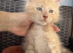 Ginger - Maine Coon Kitten For Sale - Hollywood&comma; FL&comma; US