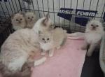 Ragdoll Kittens - Ragdoll Kitten For Sale - Delano&comma; CA&comma; US