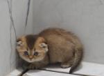 Jr Gucci - Scottish Fold Kitten For Sale - Tacoma&comma; WA&comma; US