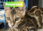 Princess - Bengal Kitten For Sale - TN&comma; US