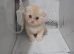 Joe - Scottish Fold Kitten For Sale - Tacoma&comma; WA&comma; US
