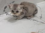 Fancy - Scottish Straight Kitten For Sale - 