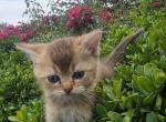 Joey - British Shorthair Kitten For Sale - Tacoma&comma; WA&comma; US
