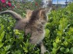 Norths - Brazilian Shorthair Kitten For Sale - Tacoma&comma; WA&comma; US