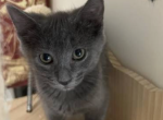 Winter - Russian Blue Kitten For Sale - Okc&comma; OK&comma; US