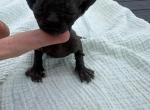 Gracie baby - Sphynx Kitten For Sale - Martinez&comma; GA&comma; US