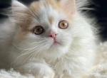 Ulysse - Scottish Fold Kitten For Sale - Staten Island&comma; NY&comma; US