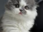 Vivi Belle - Scottish Fold Kitten For Sale - Staten Island&comma; NY&comma; US