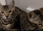 Only 2 left females Bengal Kittens - Bengal Kitten For Sale - Bristol&comma; CT&comma; US