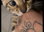 Bengal Kittens - Bengal Kitten For Sale - Bristol&comma; CT&comma; US