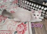 ENCHANTING  Dolly - Ragdoll Kitten For Sale - 