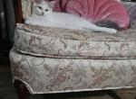 ENCHANTING  Dolly - Ragdoll Kitten For Sale - Dexter&comma; KY&comma; US