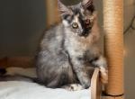 Starlight - Maine Coon Kitten For Sale - Londonderry&comma; NH&comma; US