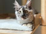 Starlight - Maine Coon Kitten For Sale - Londonderry&comma; NH&comma; US