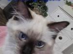 Boojee - Ragdoll Kitten For Sale - Dexter&comma; KY&comma; US