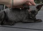 RARE EXOTIC SPHYNX KITTEN FEMALE - Sphynx Kitten For Sale - Davenport&comma; FL&comma; US