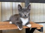 Smokey - Domestic Kitten For Sale - 