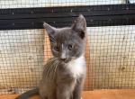 Cloud - Domestic Kitten For Sale - 