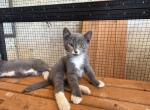 Nosey - Domestic Kitten For Sale - Branson&comma; MO&comma; US