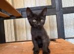 Black Female - Domestic Kitten For Sale - Branson&comma; MO&comma; US