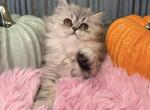 MISTY - Persian Kitten For Sale - Sand Lake&comma; FL&comma; US