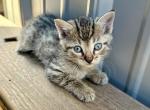 Chill Boy - Domestic Kitten For Sale - Branson&comma; MO&comma; US