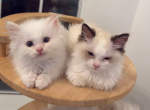 Lucky Flame bicolor - Ragdoll Kitten For Sale - Frisco&comma; TX&comma; US
