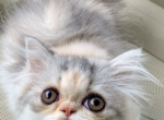 Kyle - Persian Kitten For Sale - Sylacauga&comma; AL&comma; US