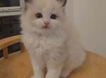 Cotton - Ragdoll Kitten For Sale - 