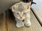 Toes Male - Domestic Kitten For Sale - Branson&comma; MO&comma; US