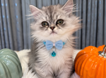 PRINCE - Persian Kitten For Sale - Sand Lake&comma; FL&comma; US