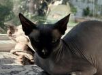 Mira - Sphynx Cat For Sale/Service - Phila&comma; PA&comma; US