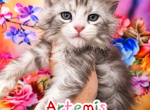 Artemis The God & Goddess Litter - Maine Coon Kitten For Sale - Kingman&comma; AZ&comma; US