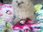 Blue mink ragdolls - Ragdoll Kitten For Sale - 