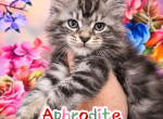 Aphrodite The God & Goddess Litter - Maine Coon Kitten For Sale - Kingman&comma; AZ&comma; US