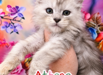 Athena The God & Goddess Litter - Maine Coon Kitten For Sale - Kingman&comma; AZ&comma; US