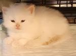 Sofia kittens - Persian Kitten For Sale - Winter Haven&comma; FL&comma; US