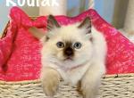 Kodiak - Ragdoll Kitten For Sale - 