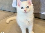 Hamm - Ragdoll Kitten For Sale - Saint Clair&comma; MI&comma; US