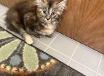 Nancy - Maine Coon Kitten For Sale - Wilmington&comma; DE&comma; US
