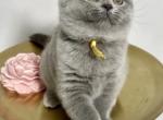 British Shorthair Blue Female CUTE - British Shorthair Kitten For Sale - Clearwater&comma; FL&comma; US