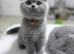 British Shorthair Blue Female adorable - British Shorthair Kitten For Sale - Clearwater&comma; FL&comma; US